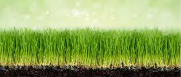 Sağlık İçin Buğday Çimi